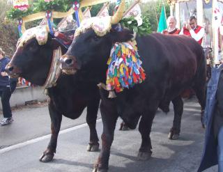 Immagine allegata alla scheda. Per averne una descrizione leggere i dettagli più in basso.